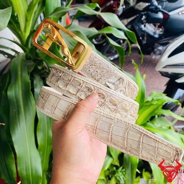 Hình ảnh thắt lưng ray trượt da cá sấu bạch tạng, khóa thép không gỉ mạ vàng, cầm tay trên nền lá xanh.