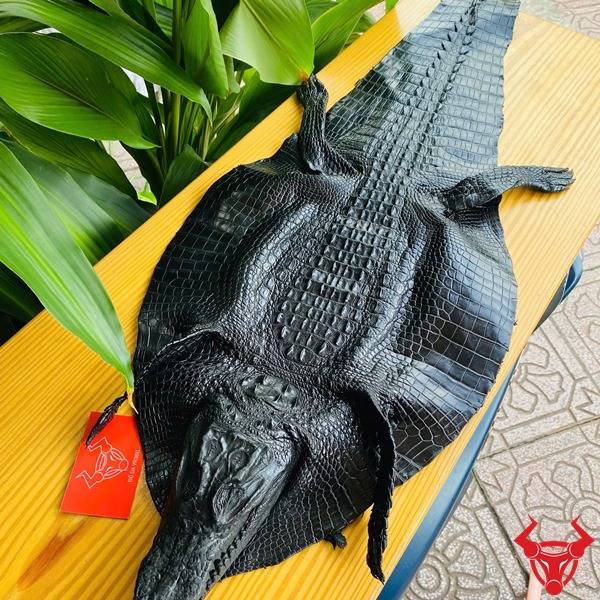 Chất liệu da cá sấu nguyên con còn đầu size 3.