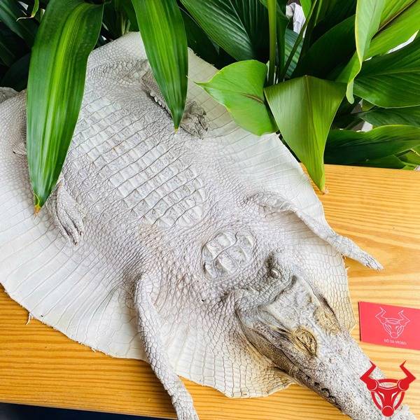 Chất liệu da cá sấu bạch tạng nguyên con size lớn cao cấp.