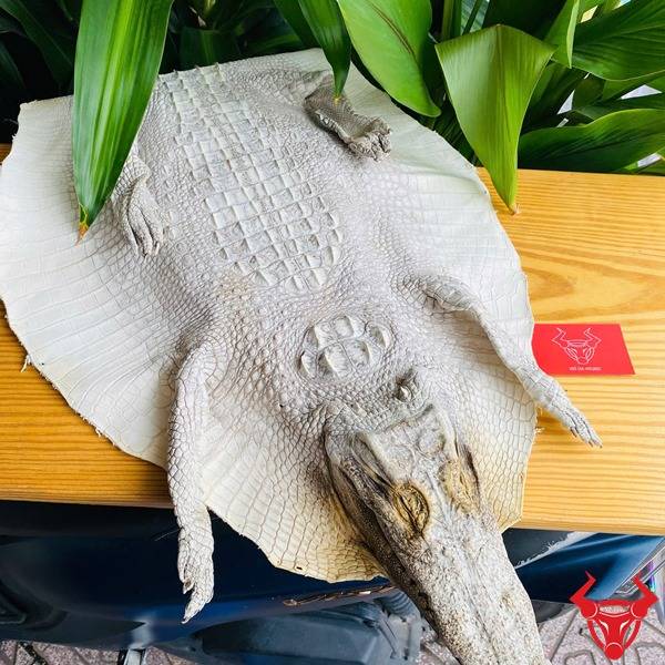 Da cá sấu thuộc nguyên con bạch tạng còn đầu cao cấp.