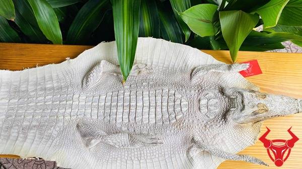 Da cá sấu bạch tạng nguyên con size 4 lớn cao cấp.