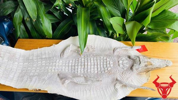Da cá sấu bạch tạng nguyên con còn đầu cao cấp.