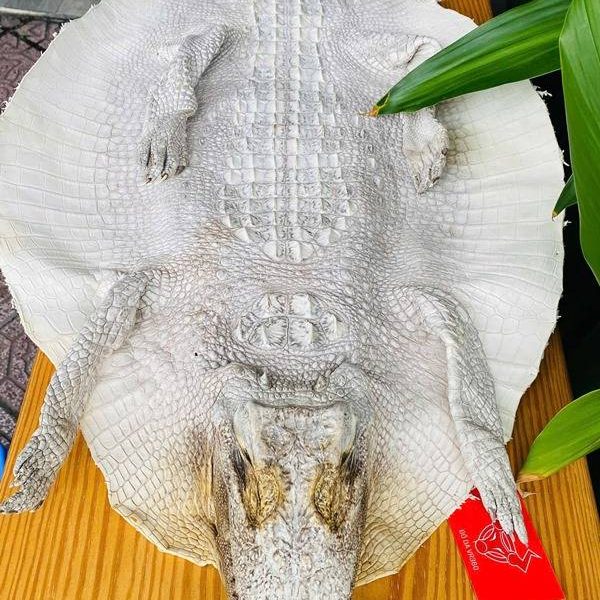 Da cá sấu nguyên con màu bạch tạng size lớn hiếm.