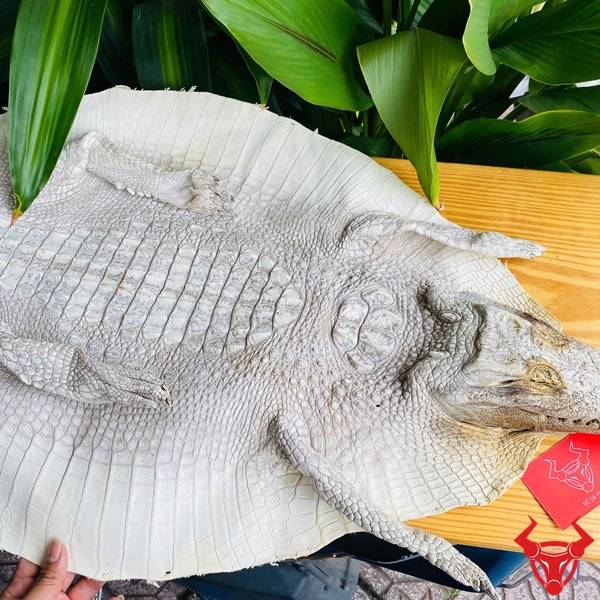 Da cá sấu nguyên con màu bạch tạng cao cấp size lớn.