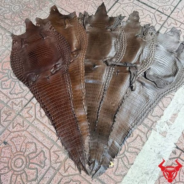 Tấm da bụng cá sấu Size 3 lớn màu nâu đen với vân đều, ít sẹo và chất liệu cao cấp.