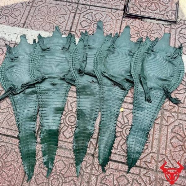 Da bụng cá sấu nguyên tấm Size 3 lớn màu xanh lá với vân da đều, ít sẹo và chất lượng cao cấp.