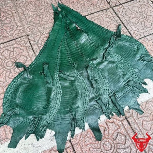 Tấm da bụng cá sấu Size 3 lớn màu xanh lá với vân đều, ít sẹo, phù hợp chế tác đồ da cao cấp.