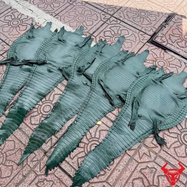Da bụng cá sấu nguyên tấm màu xanh lá với vân da tự nhiên đều, ít sẹo và độ bền cao.