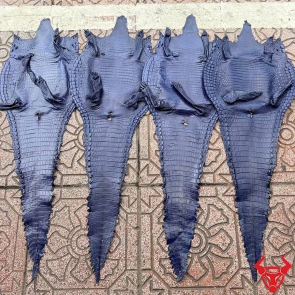 Tấm da bụng cá sấu Size 3 lớn màu xanh navy có vân đều, ít sẹo, phù hợp chế tác đồ da cao cấp.