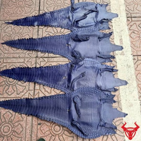 Da bụng cá sấu nguyên tấm Size 3 lớn màu xanh navy với vân da đều, ít sẹo, chất lượng cao cấp.