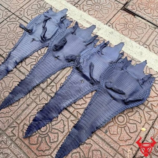 Da bụng cá sấu nguyên tấm màu xanh navy với vân da tự nhiên đều đẹp, ít sẹo và bền bỉ.
