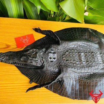 Da Cá Sấu Thuộc Nguyên Con Còn Đầu Size 3 Nhỏ