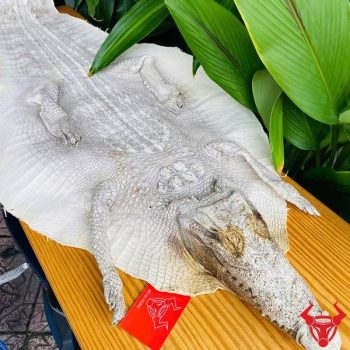 Da Cá Sấu Thuộc Nguyên Con Còn Đầu Màu Bạch Tạng Size 4 Lớn