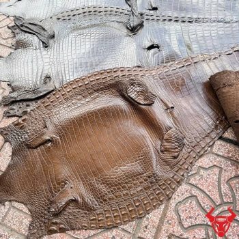 Da Bụng Cá Sấu Nguyên Tấm Size 3 Lớn Màu Nâu Đen Cao Cấp
