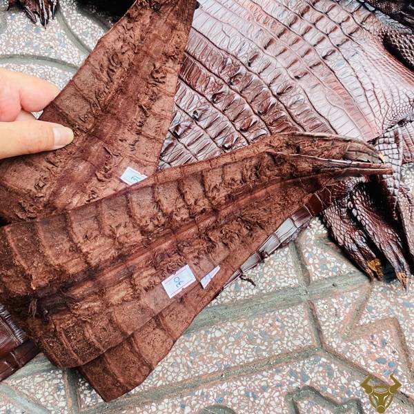Da cá sấu gai lưng size 3 lớn màu nâu đất vân đẹp